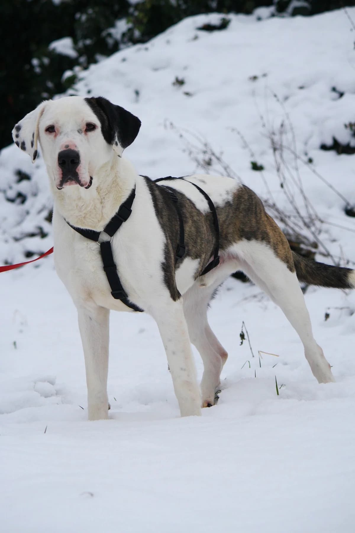 Lucky, male Mixed Breed for adoption at Tierheim Herzsprung — photo 5 of 11
