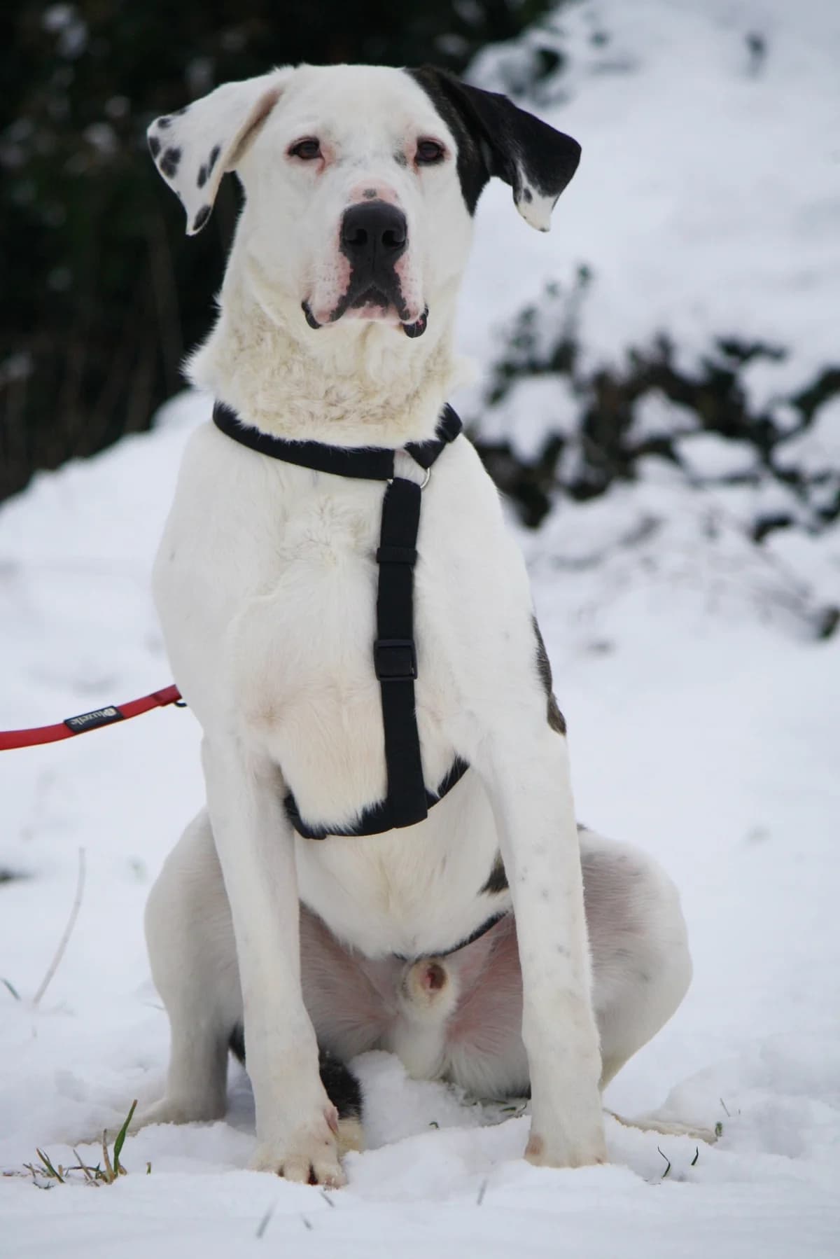 Lucky, male Mixed Breed for adoption at Tierheim Herzsprung — photo 8 of 11