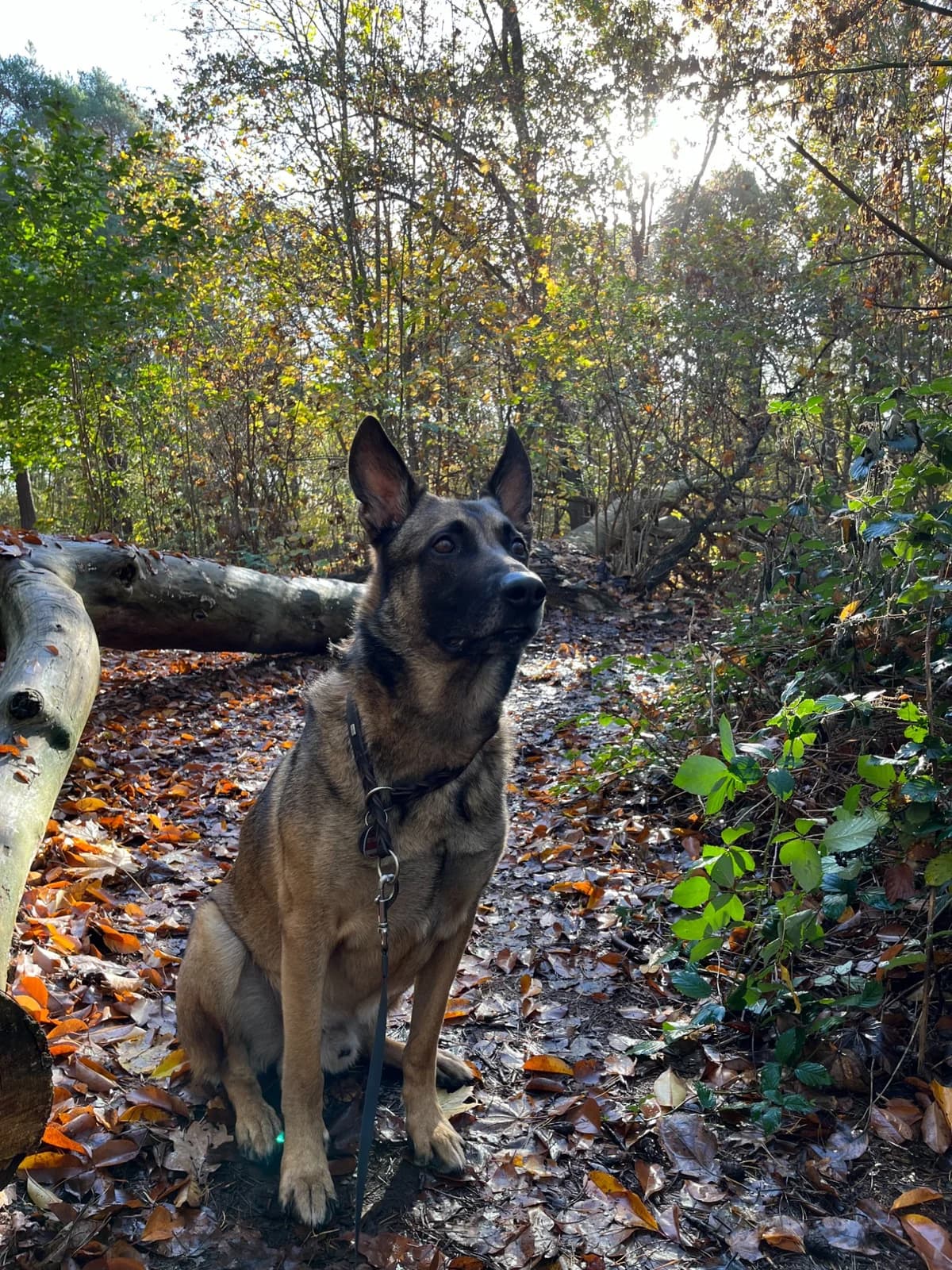 Mailo, male senior German Shepherd for adoption at Tierheim Herzsprung