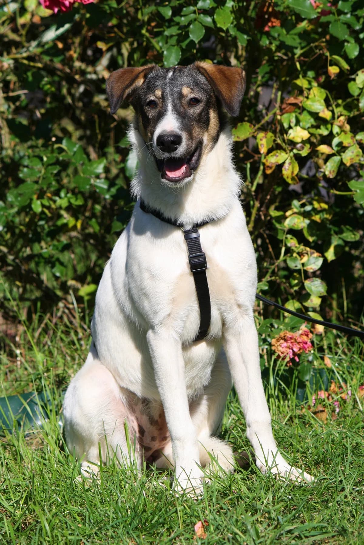 Nelly, female Mixed Breed for adoption at Tierheim Herzsprung — photo 3 of 12