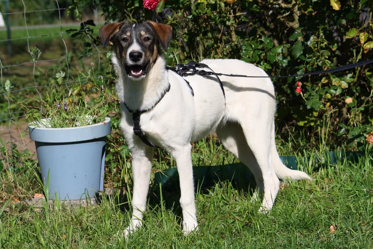 Nelly, female Mixed Breed for adoption at Tierheim Herzsprung — photo 4 of 12