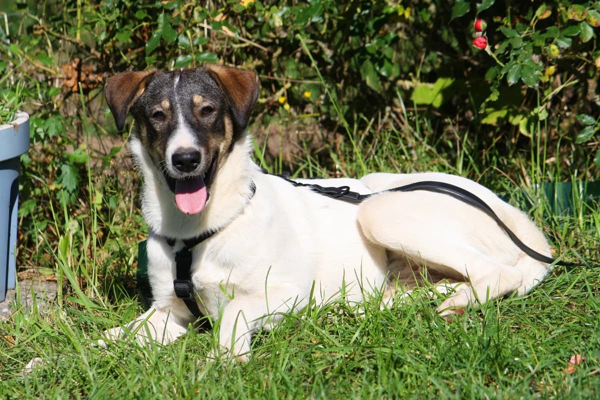 Nelly, female Mixed Breed for adoption at Tierheim Herzsprung — photo 5 of 12