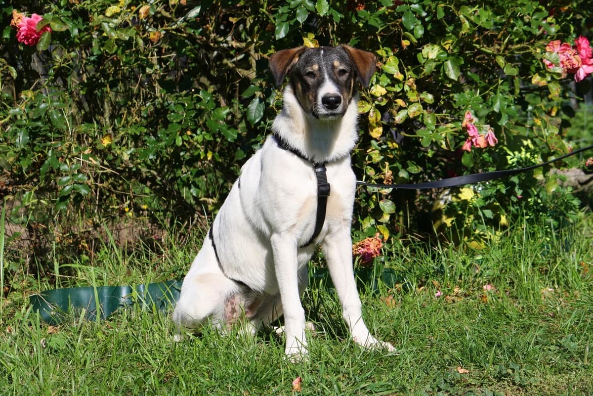 Nelly, female Mixed Breed for adoption at Tierheim Herzsprung — photo 6 of 12