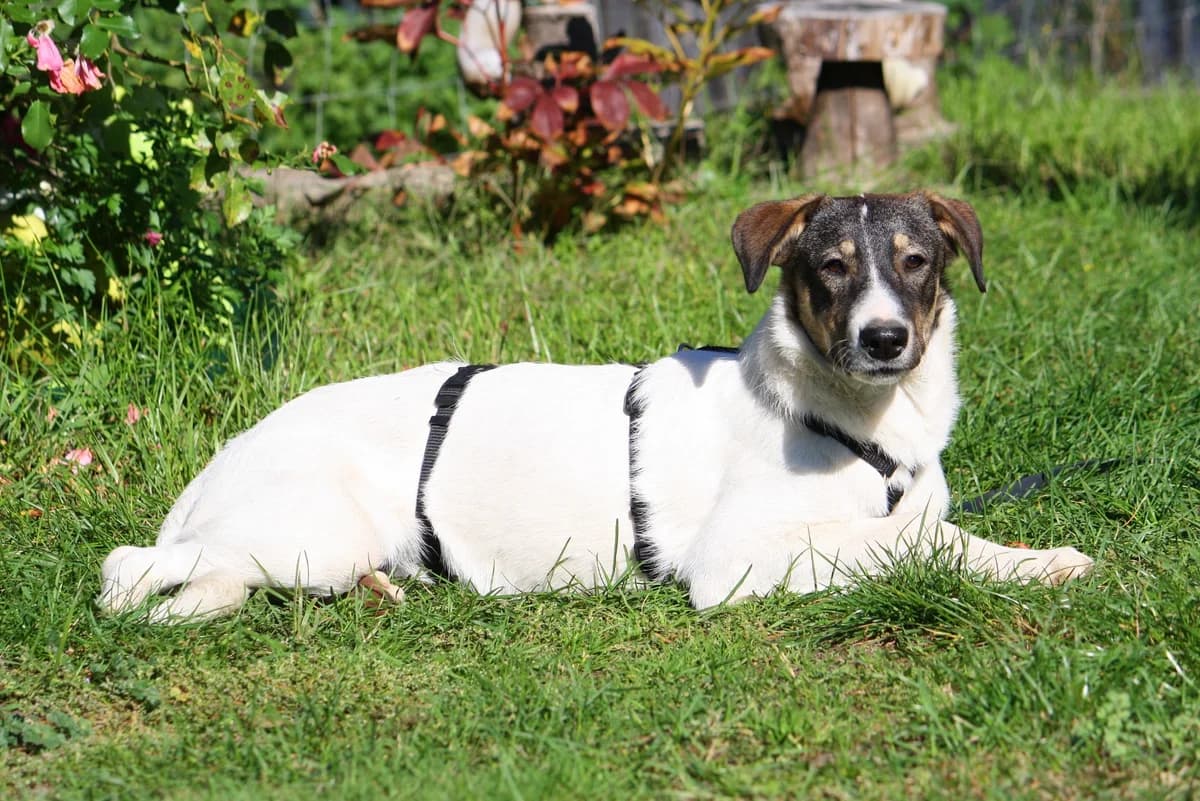 Nelly, female Mixed Breed for adoption at Tierheim Herzsprung — photo 8 of 12