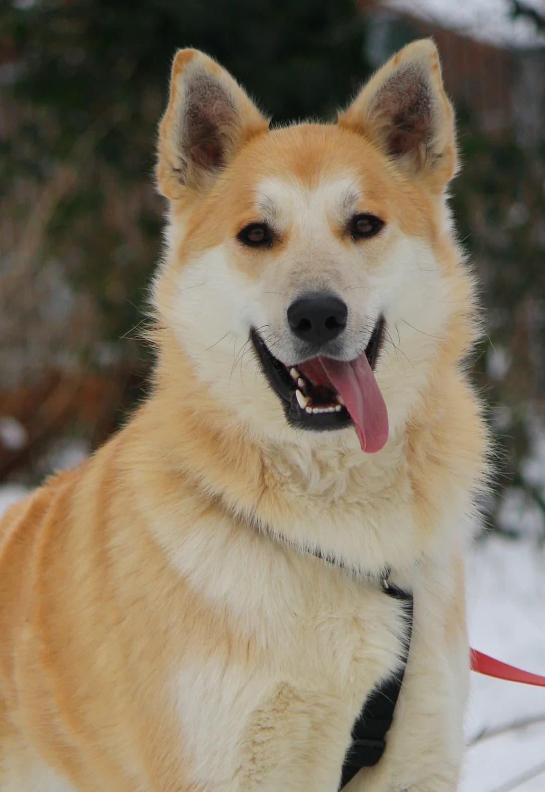 Odin, male Husky for adoption at Tierheim Herzsprung
