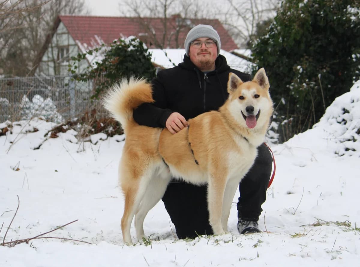 Odin, male Husky for adoption at Tierheim Herzsprung — photo 2 of 11