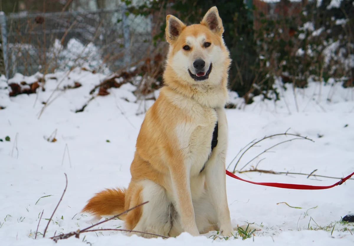 Odin, male Husky for adoption at Tierheim Herzsprung — photo 3 of 11