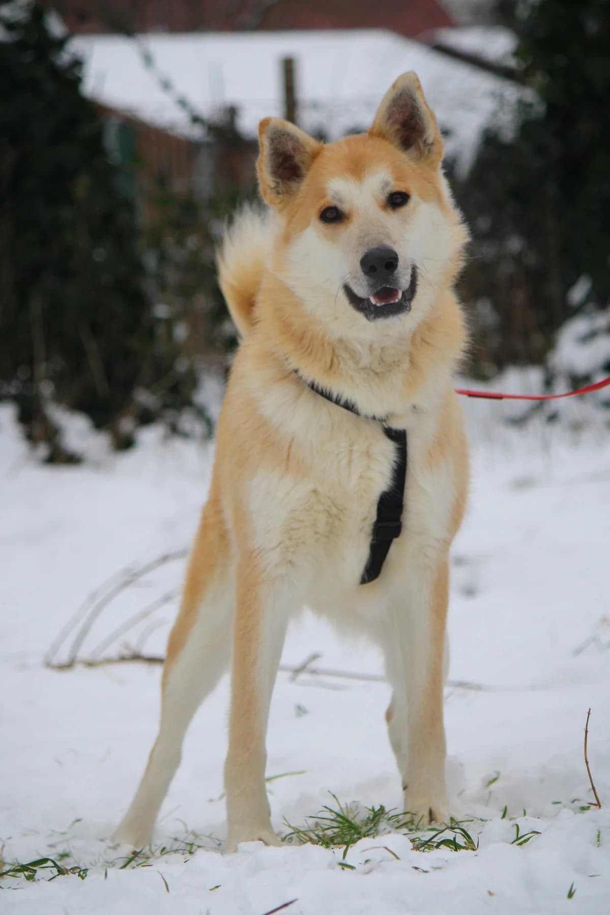 Odin, male Husky for adoption at Tierheim Herzsprung — photo 4 of 11