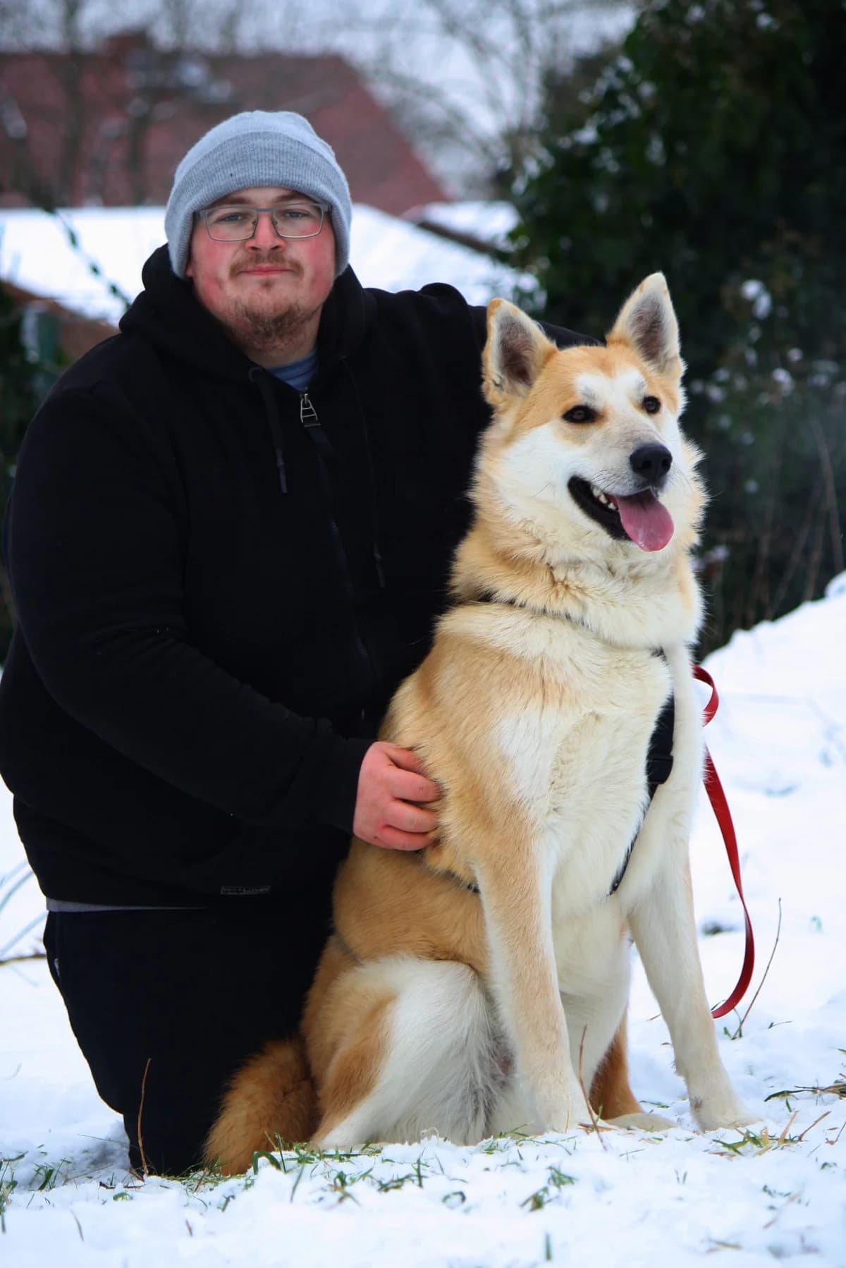 Odin, male Husky for adoption at Tierheim Herzsprung — photo 5 of 11