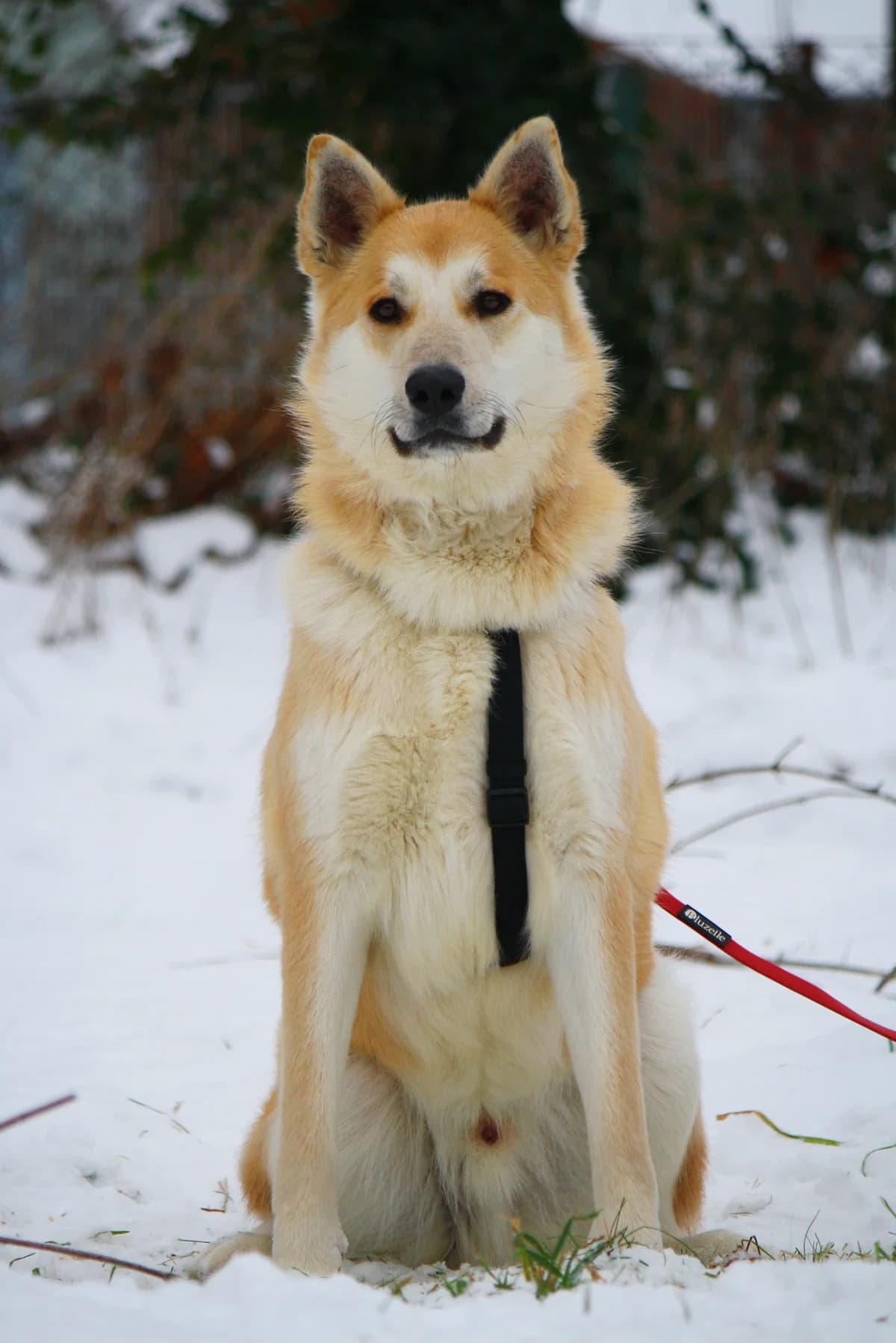 Odin, male Husky for adoption at Tierheim Herzsprung — photo 6 of 11