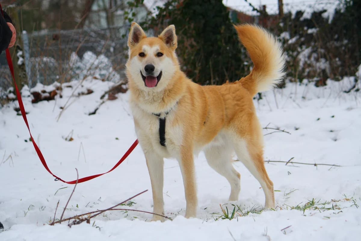 Odin, male Husky for adoption at Tierheim Herzsprung — photo 7 of 11