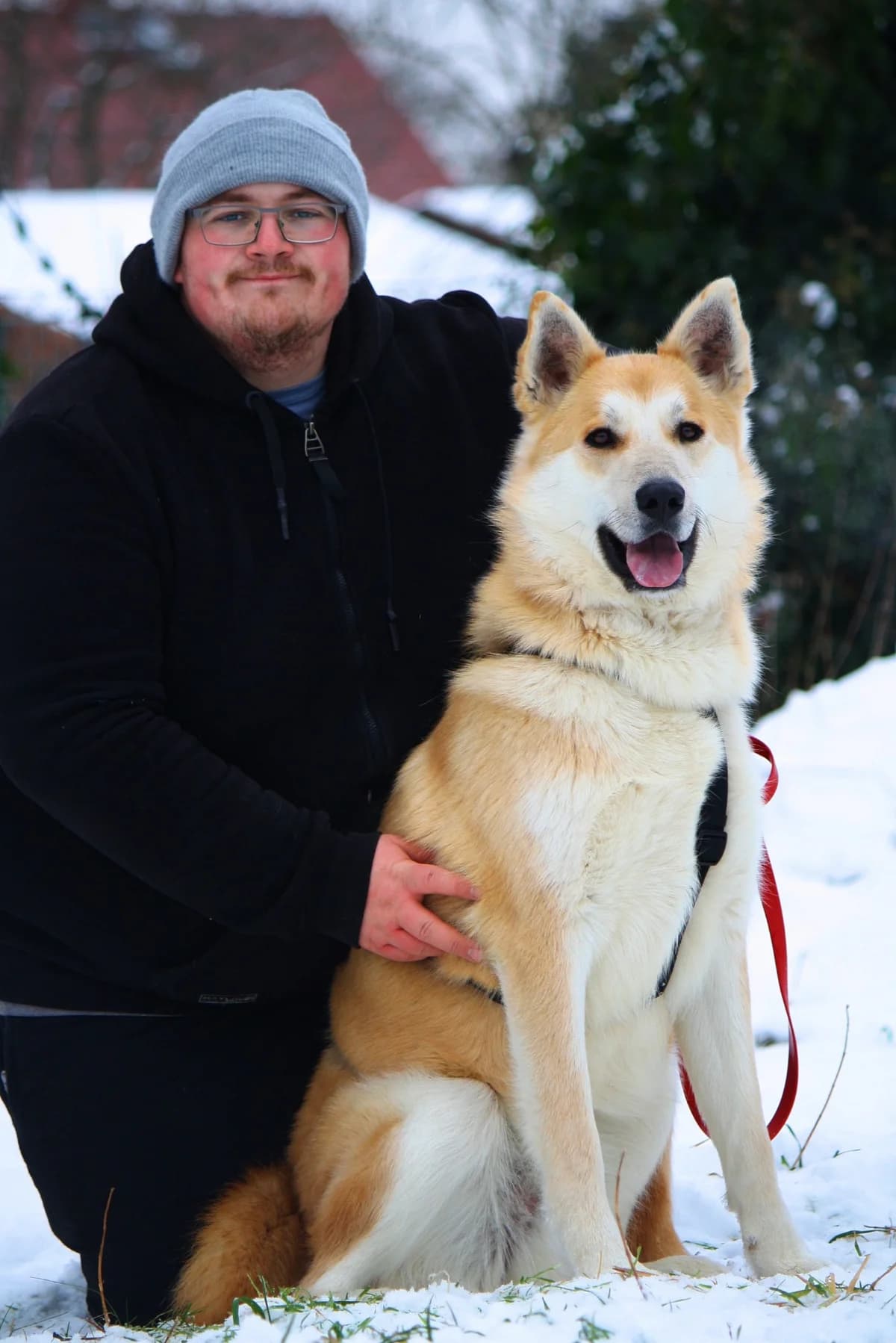 Odin, male Husky for adoption at Tierheim Herzsprung — photo 8 of 11