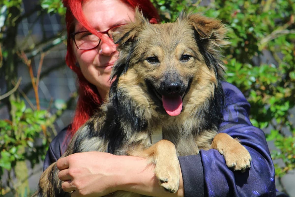 Rocky, male puppy Mixed Breed for adoption at Tierheim Herzsprung
