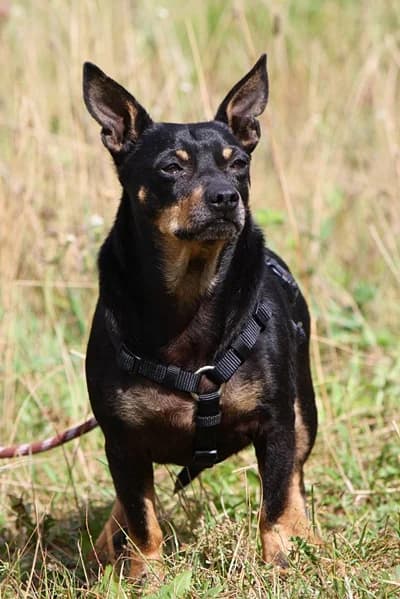 Roland, male senior Mixed Breed for adoption at Tierheim Herzsprung