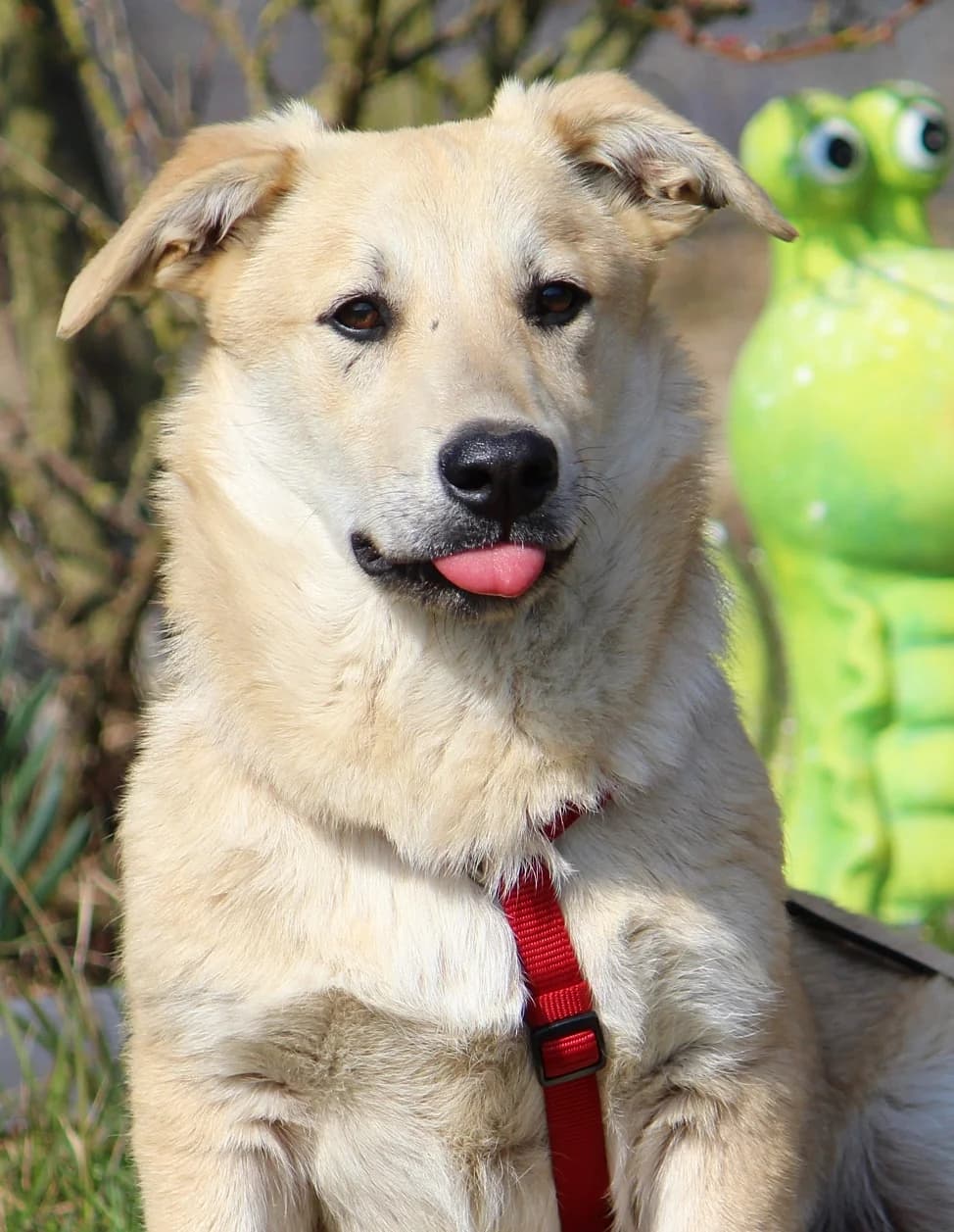Sammy, male Mixed Breed for adoption at Tierheim Herzsprung