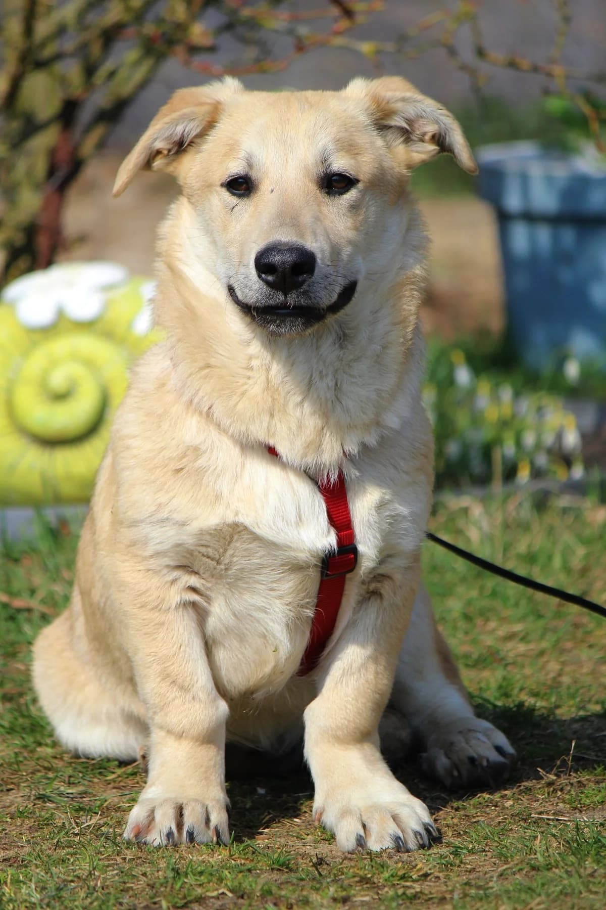 Sammy, male Mixed Breed for adoption at Tierheim Herzsprung — photo 3 of 11