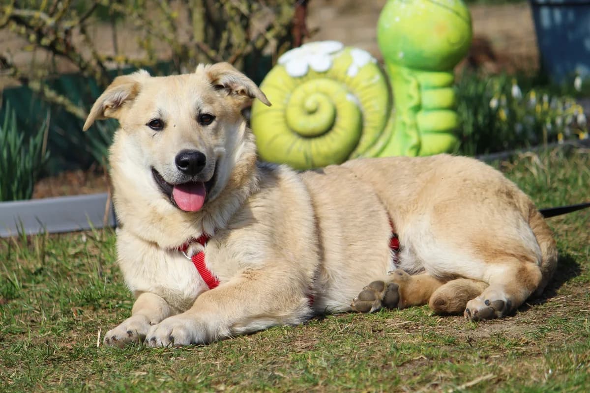 Sammy, male Mixed Breed for adoption at Tierheim Herzsprung — photo 4 of 11