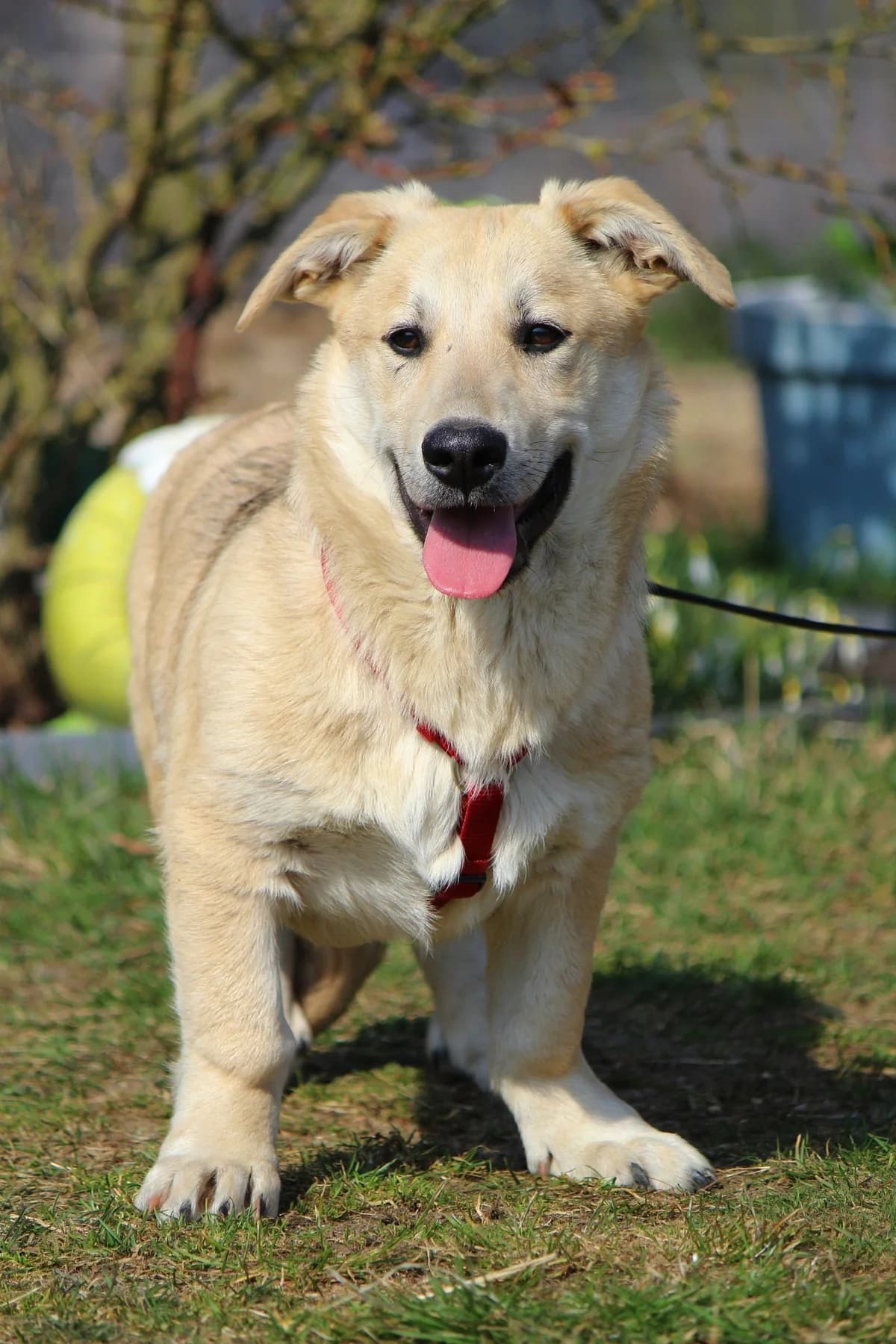 Sammy, male Mixed Breed for adoption at Tierheim Herzsprung — photo 5 of 11