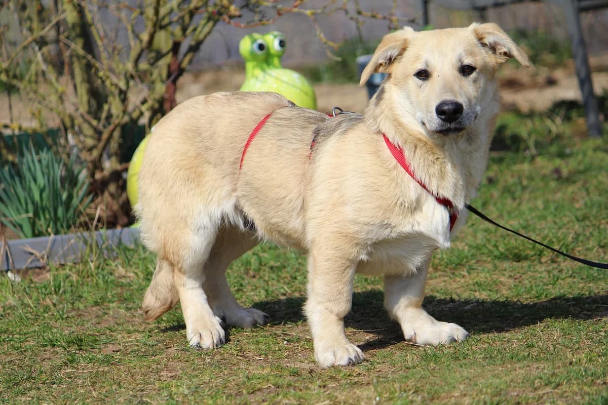 Sammy, male Mixed Breed for adoption at Tierheim Herzsprung — photo 6 of 11