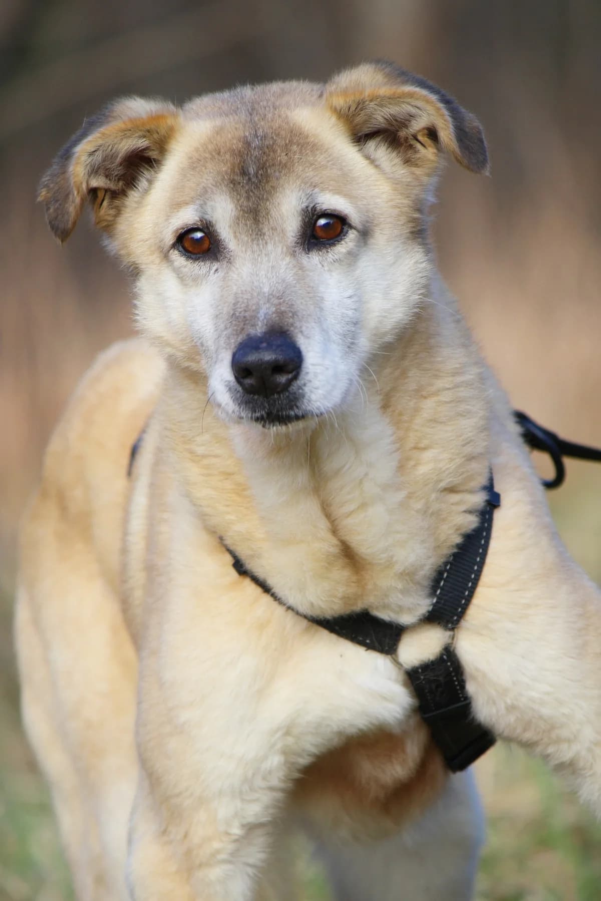 Samu, male senior Mixed Breed for adoption at Tierheim Herzsprung