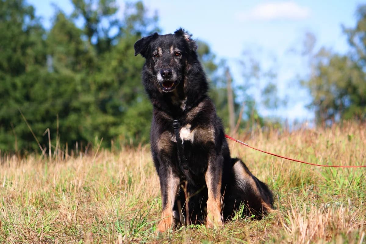 Simon, male 7yo Mixed Breed for adoption at Tierheim Herzsprung
