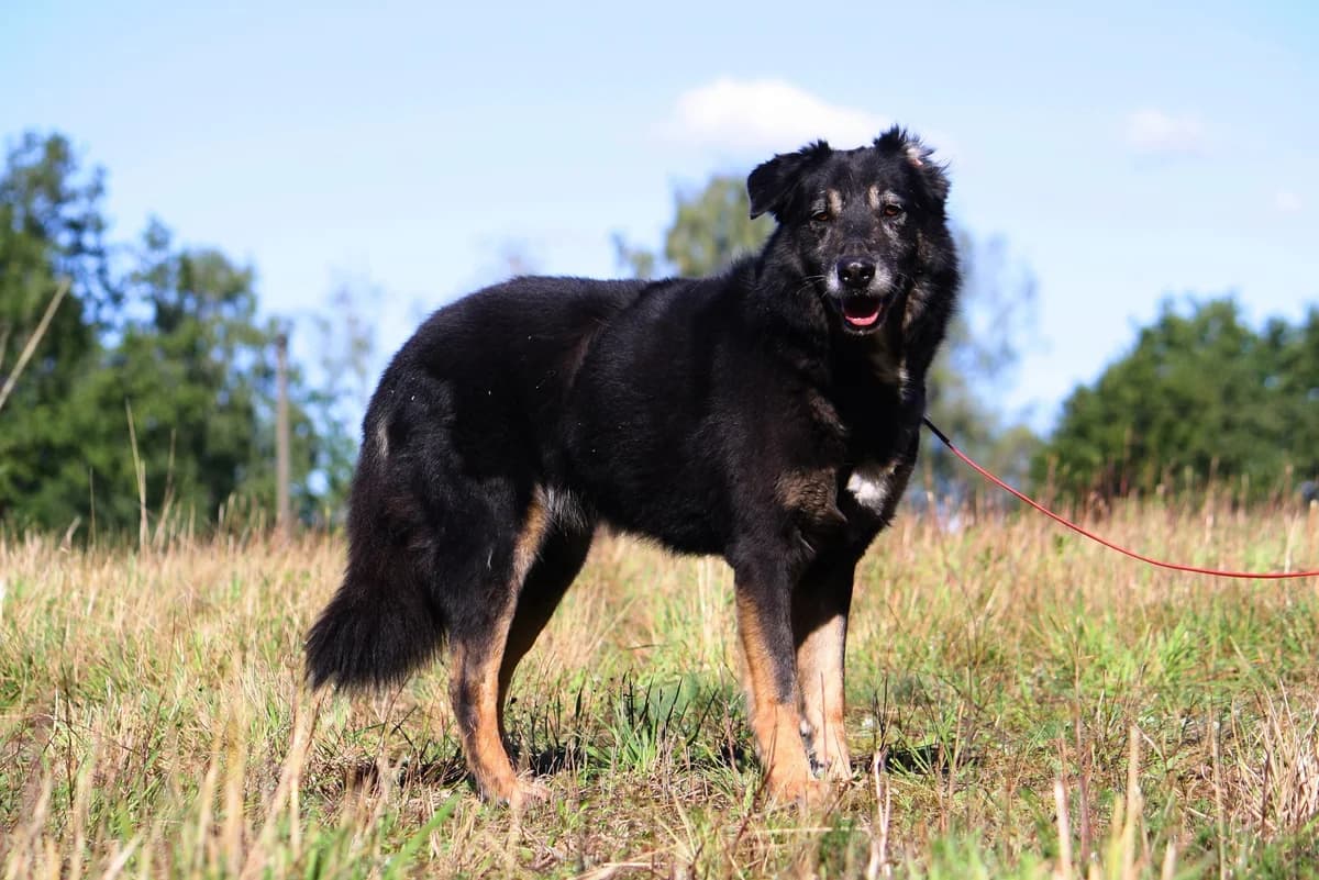 Simon, male Mixed Breed for adoption at Tierheim Herzsprung — photo 2 of 14