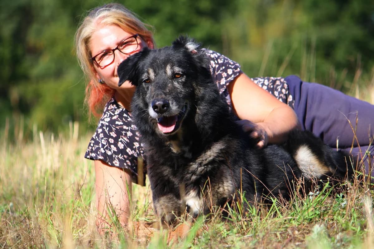 Simon, male Mixed Breed for adoption at Tierheim Herzsprung — photo 3 of 14