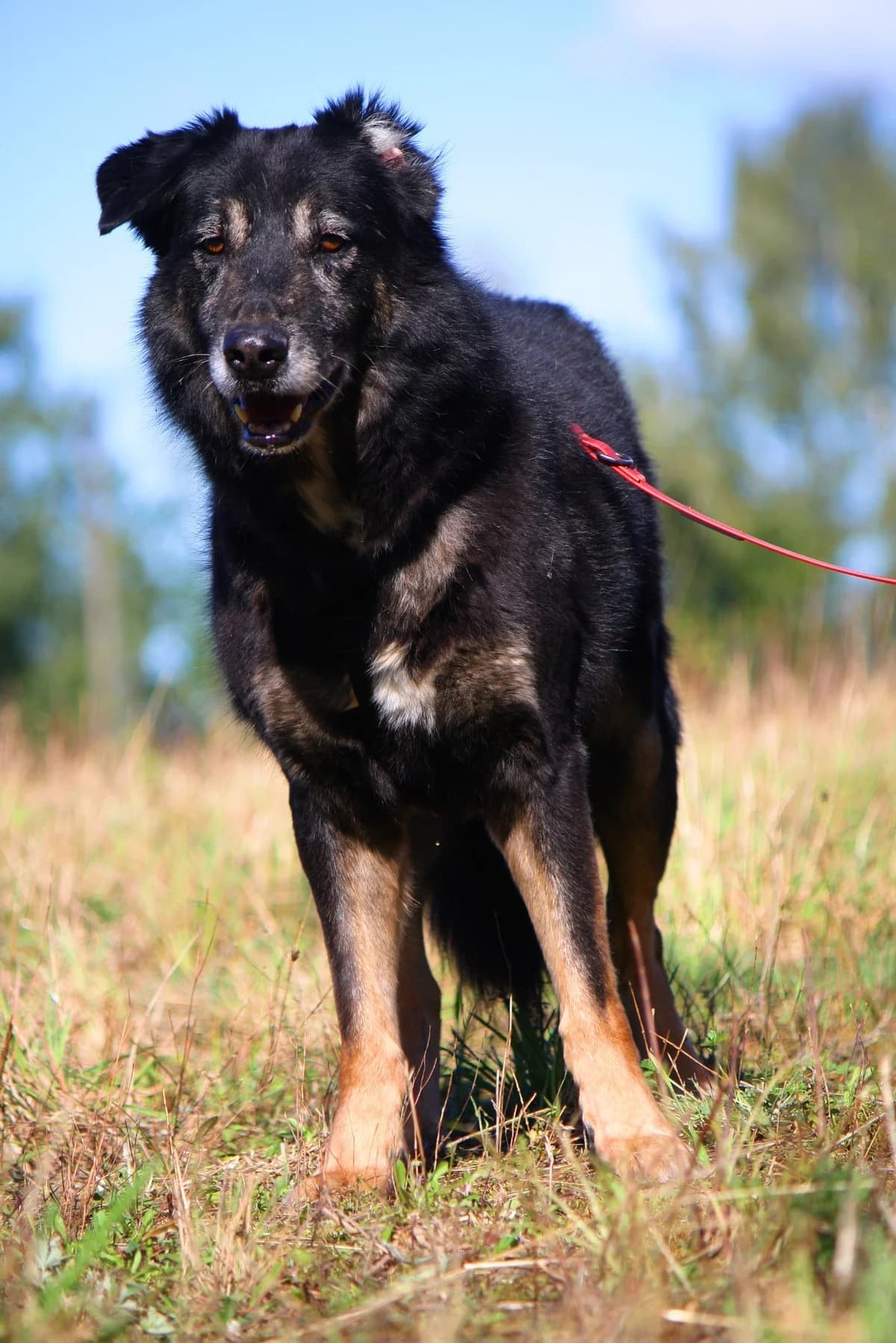 Simon, male Mixed Breed for adoption at Tierheim Herzsprung — photo 4 of 14