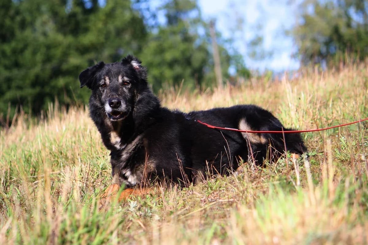 Simon, male Mixed Breed for adoption at Tierheim Herzsprung — photo 5 of 14