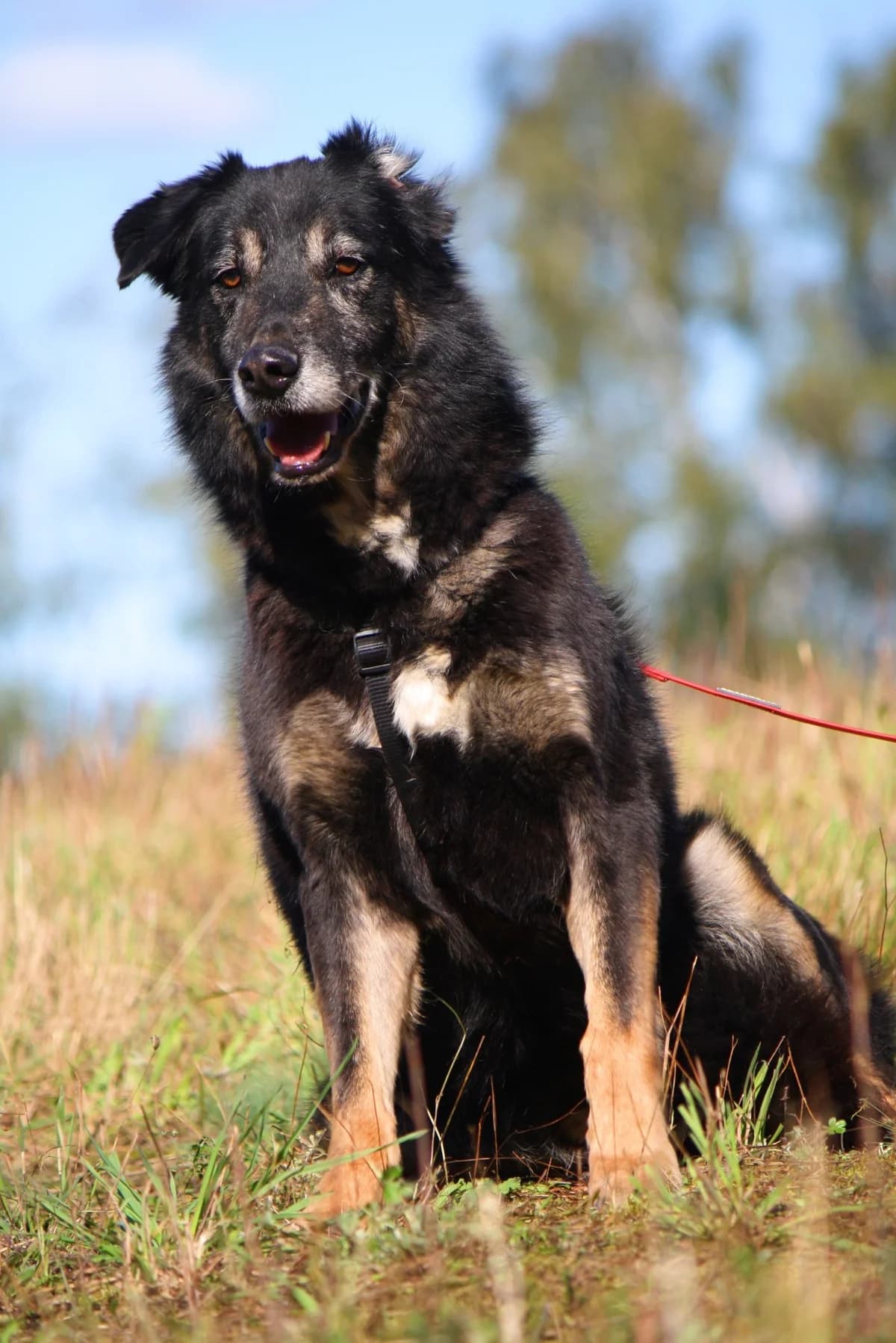 Simon, male Mixed Breed for adoption at Tierheim Herzsprung — photo 7 of 14