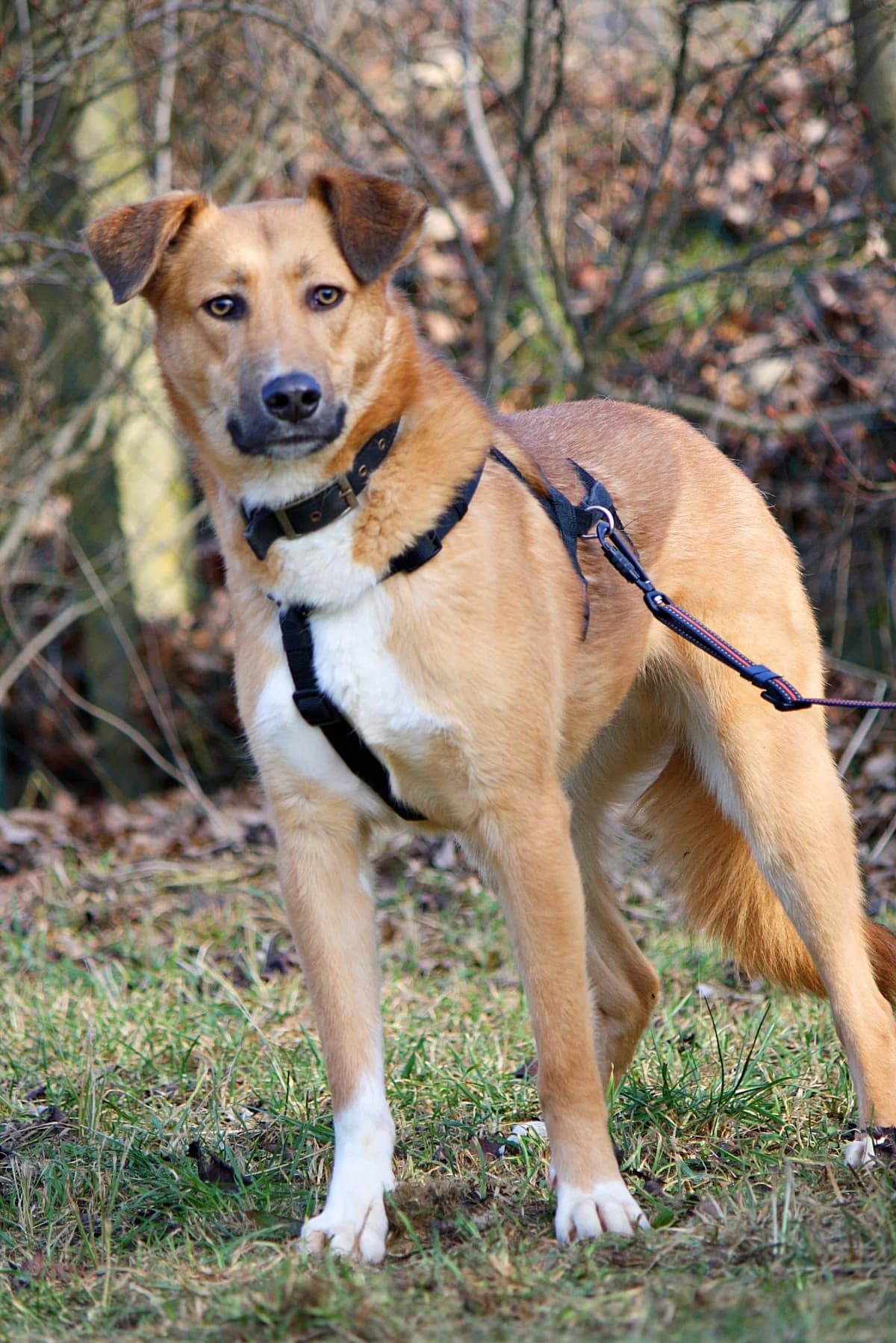 Sitcar, male young Mixed Breed for adoption at Tierheim Herzsprung