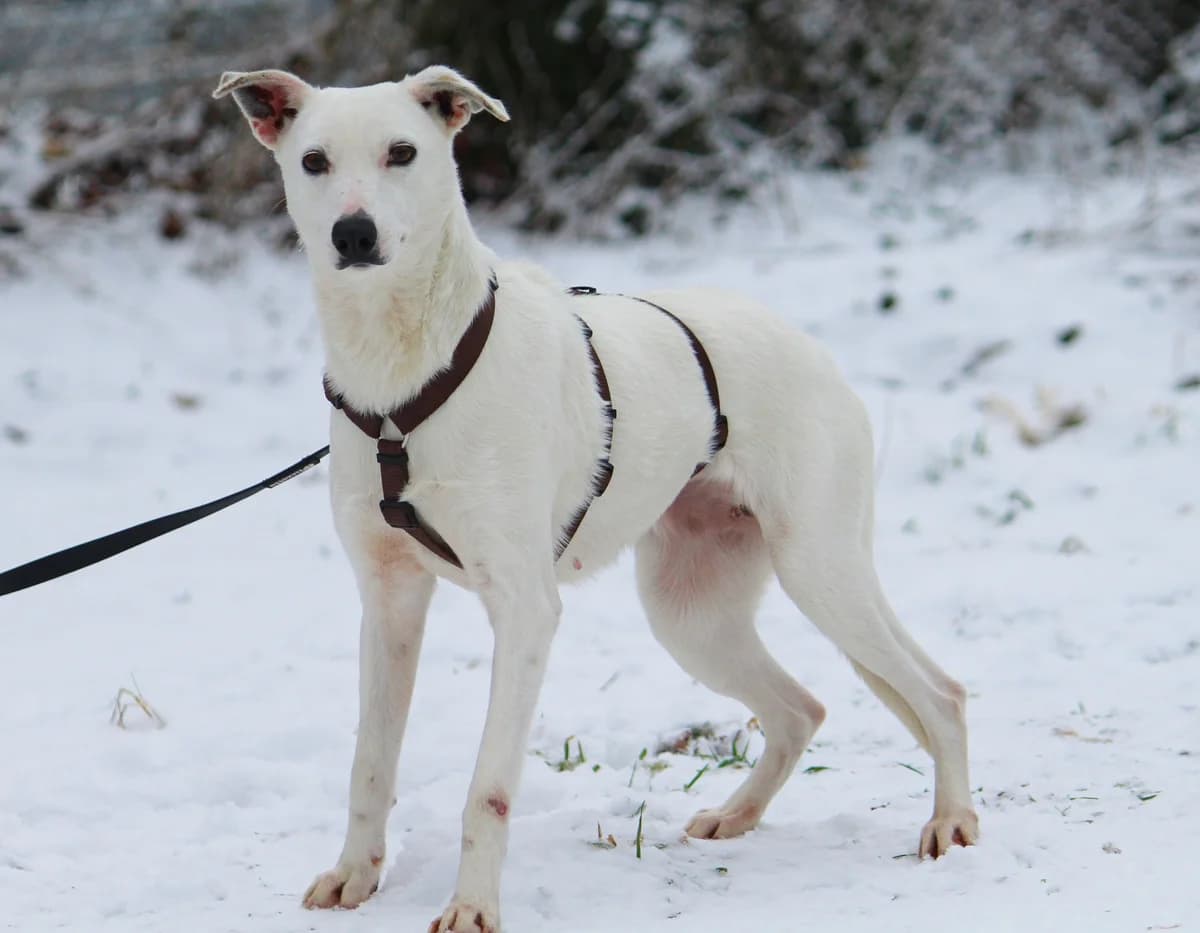 Stella, female young Mixed Breed for adoption at Tierheim Herzsprung