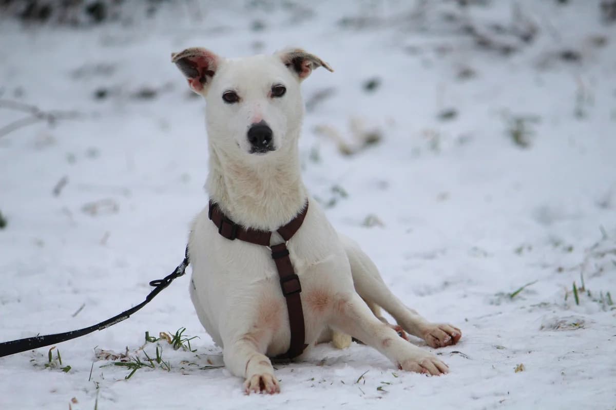 Stella, female Mixed Breed for adoption at Tierheim Herzsprung — photo 3 of 13