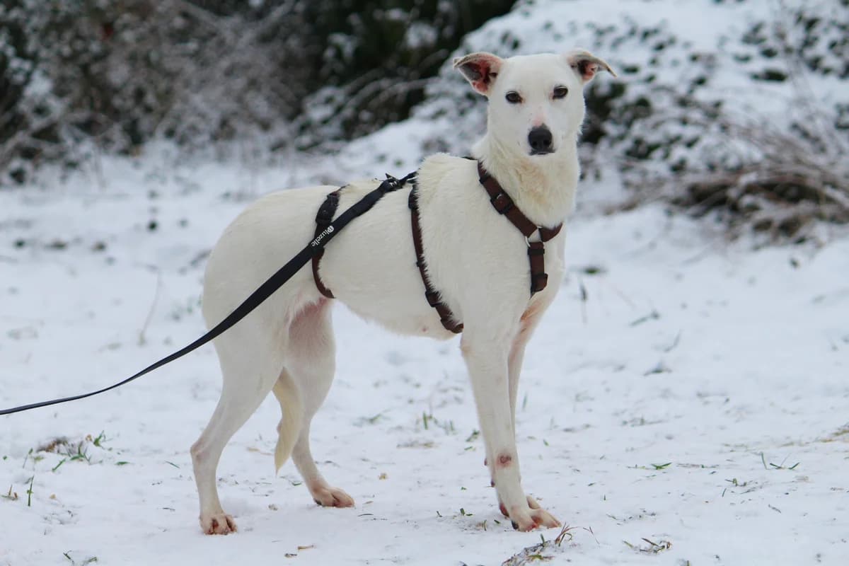 Stella, female Mixed Breed for adoption at Tierheim Herzsprung — photo 4 of 13