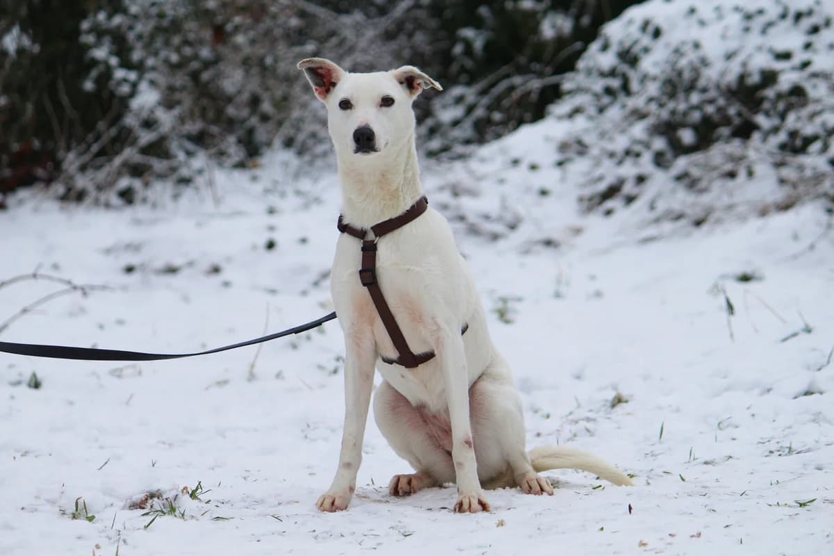 Stella, female Mixed Breed for adoption at Tierheim Herzsprung — photo 5 of 13