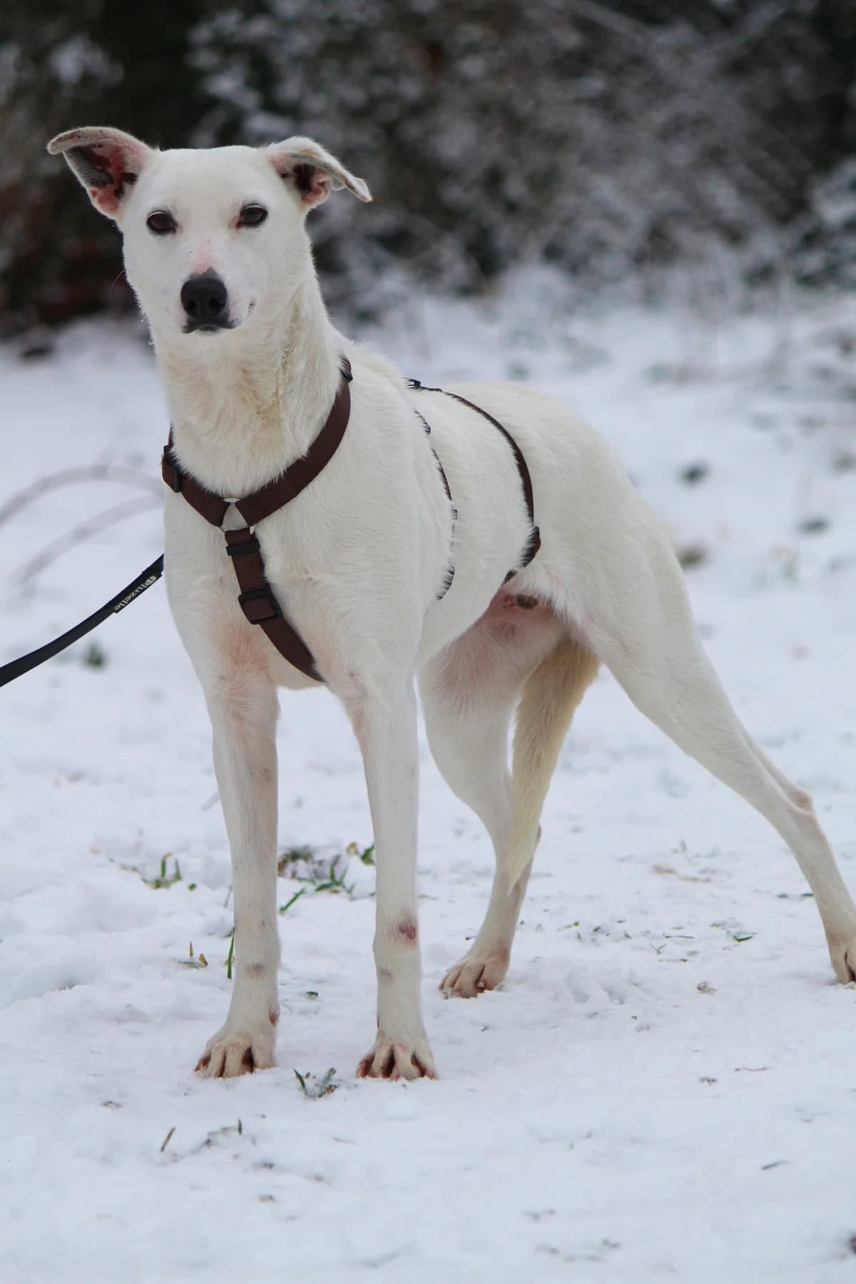 Stella, female Mixed Breed for adoption at Tierheim Herzsprung — photo 6 of 13
