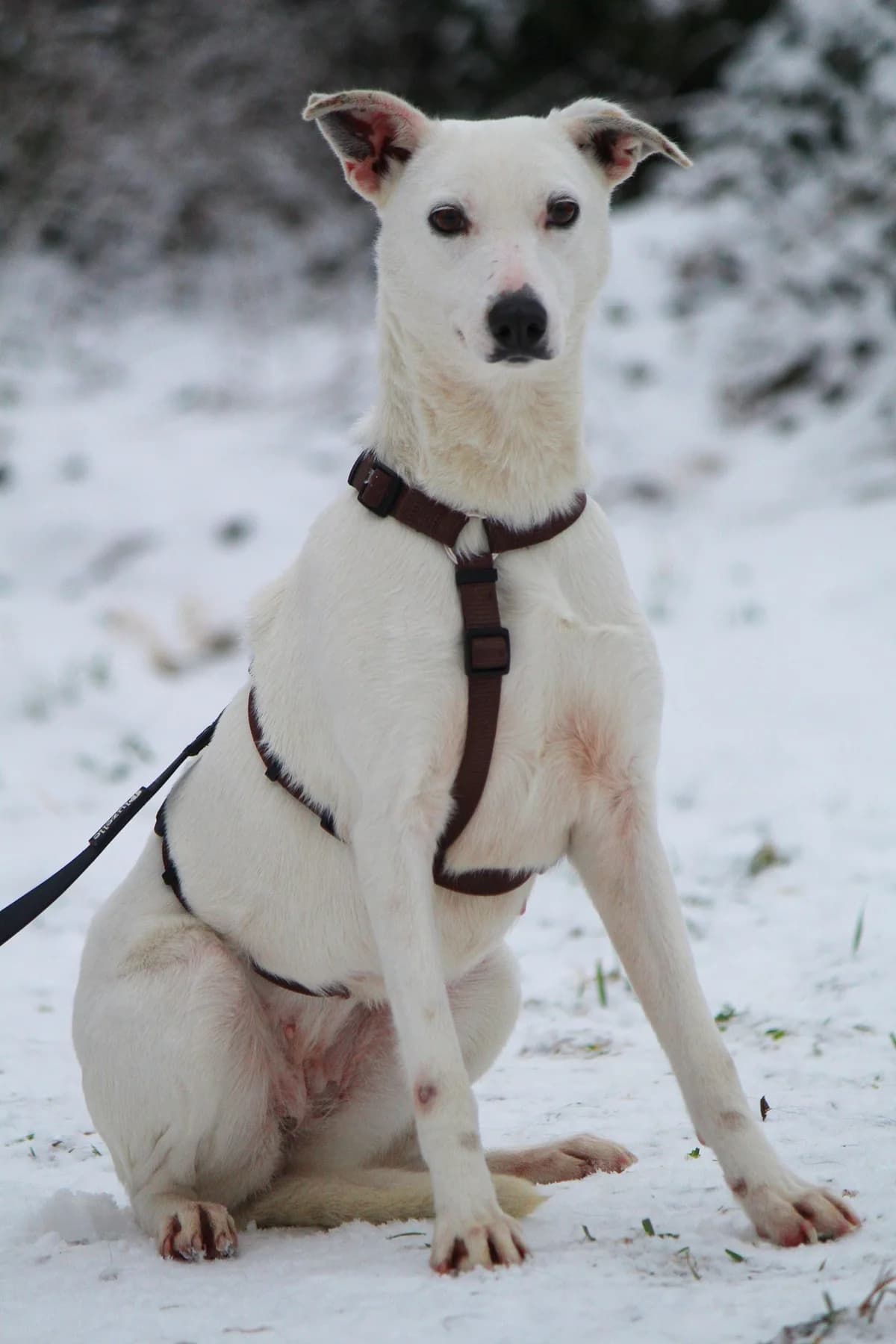 Stella, female Mixed Breed for adoption at Tierheim Herzsprung — photo 8 of 13