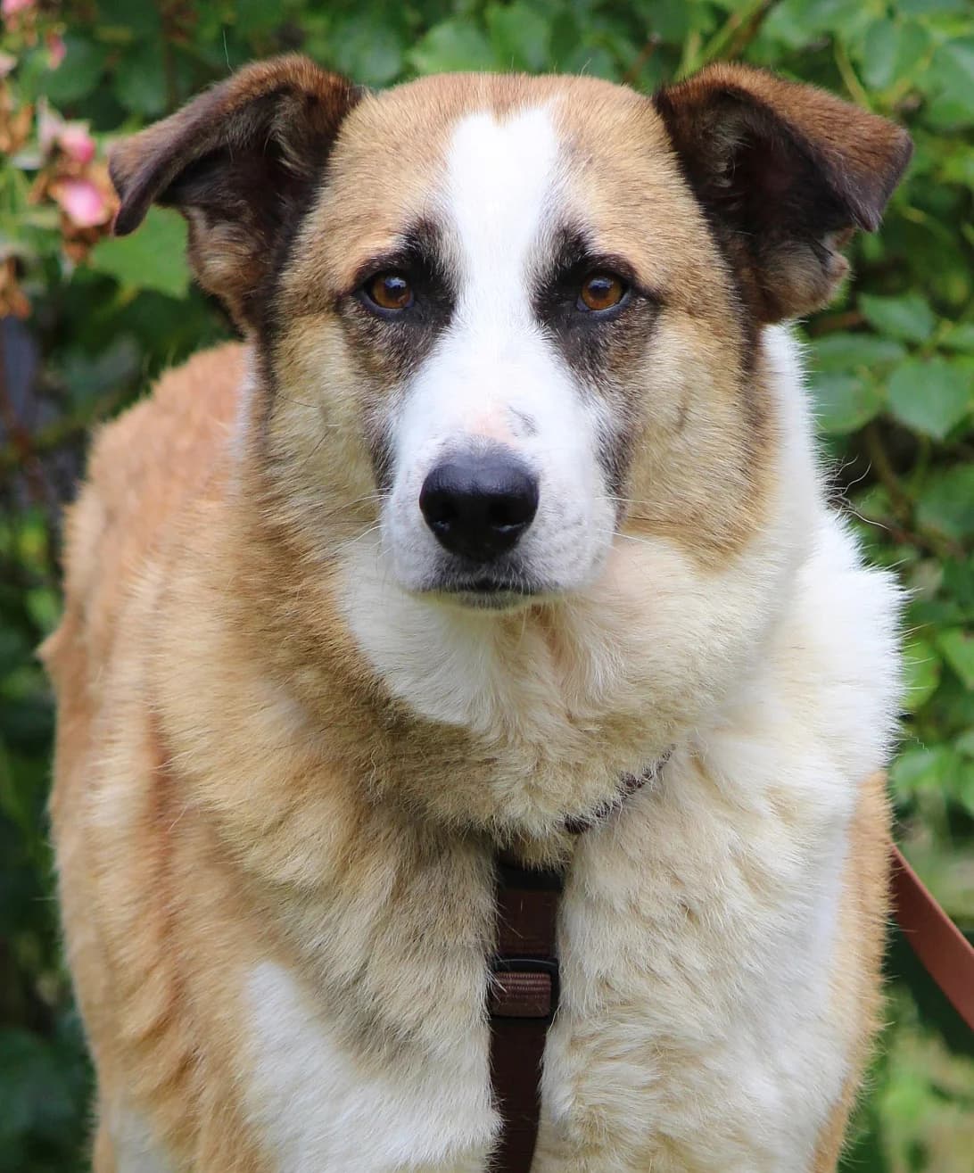 Sunny, Mixed Breed (Tierheim Herzsprung)