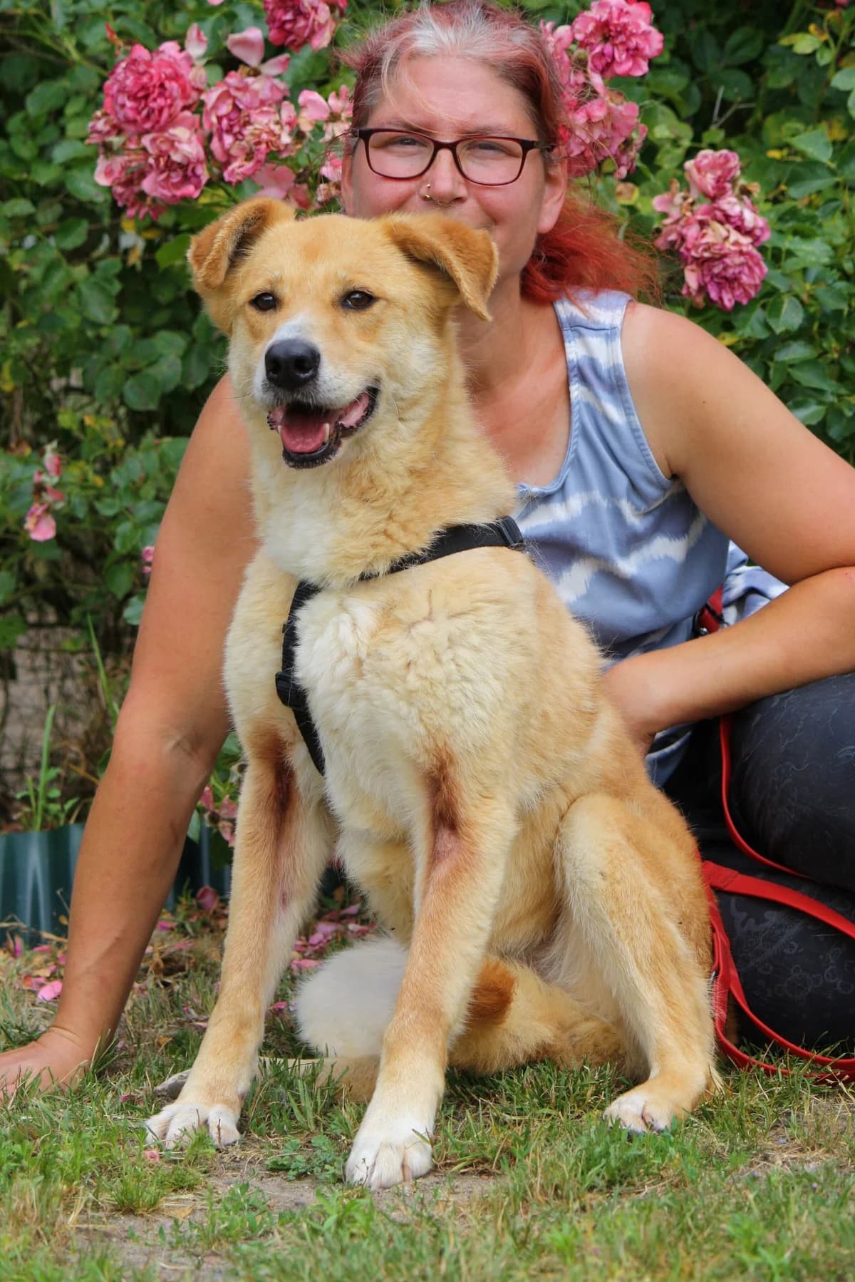 Tammi, female senior Mixed Breed for adoption at Tierheim Herzsprung