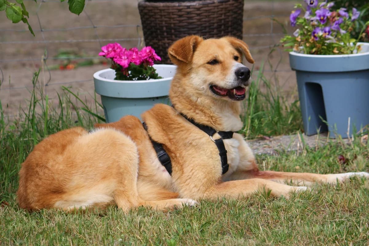 Tammi, female Mixed Breed for adoption at Tierheim Herzsprung — photo 2 of 11