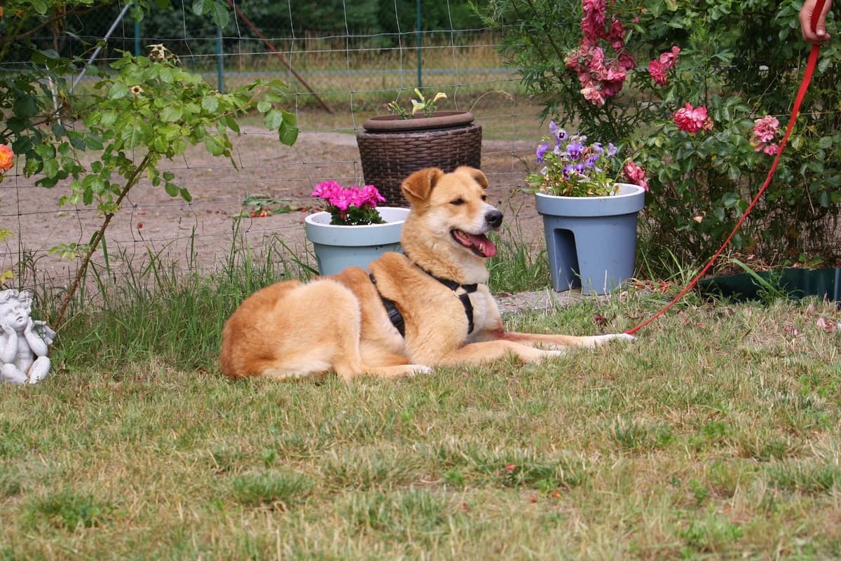 Tammi, female Mixed Breed for adoption at Tierheim Herzsprung — photo 7 of 11