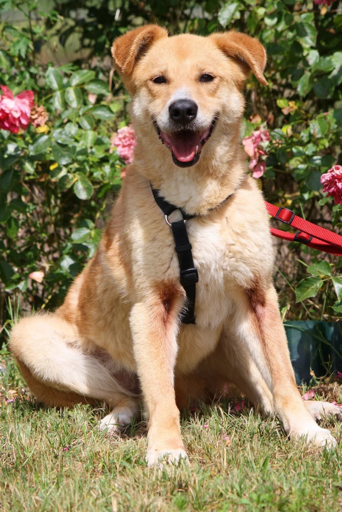 Tammi, female Mixed Breed for adoption at Tierheim Herzsprung — photo 8 of 11