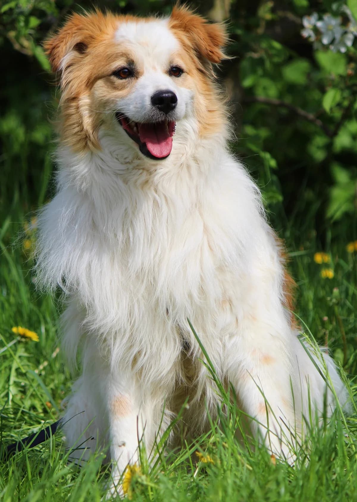 Teddy, male 5yo Mixed Breed for adoption at Tierheim Herzsprung