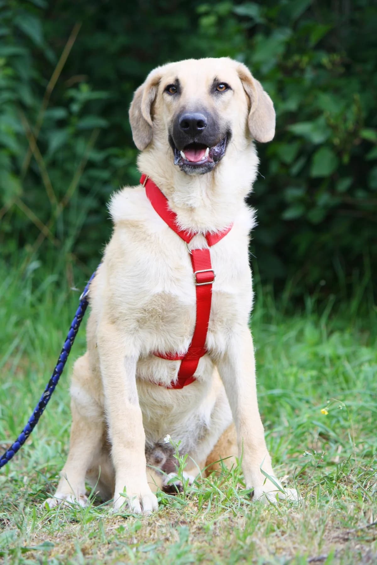 Teo, male 3yo Mixed Breed for adoption at Tierheim Herzsprung