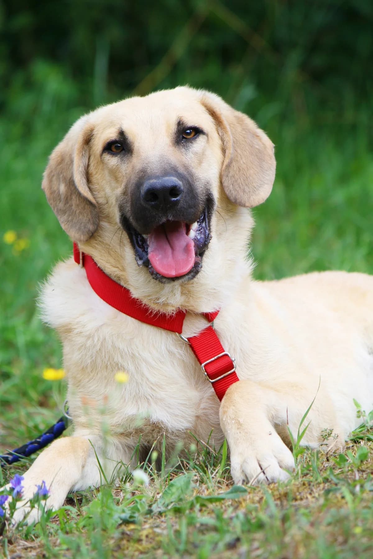 Teo, male Mixed Breed for adoption at Tierheim Herzsprung — photo 3 of 12