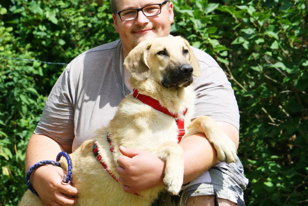 Teo, male Mixed Breed for adoption at Tierheim Herzsprung — photo 4 of 12