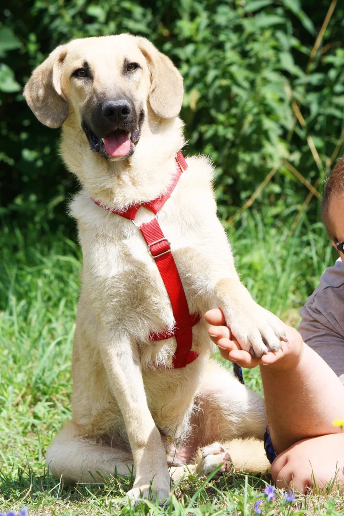 Teo, male Mixed Breed for adoption at Tierheim Herzsprung — photo 7 of 12