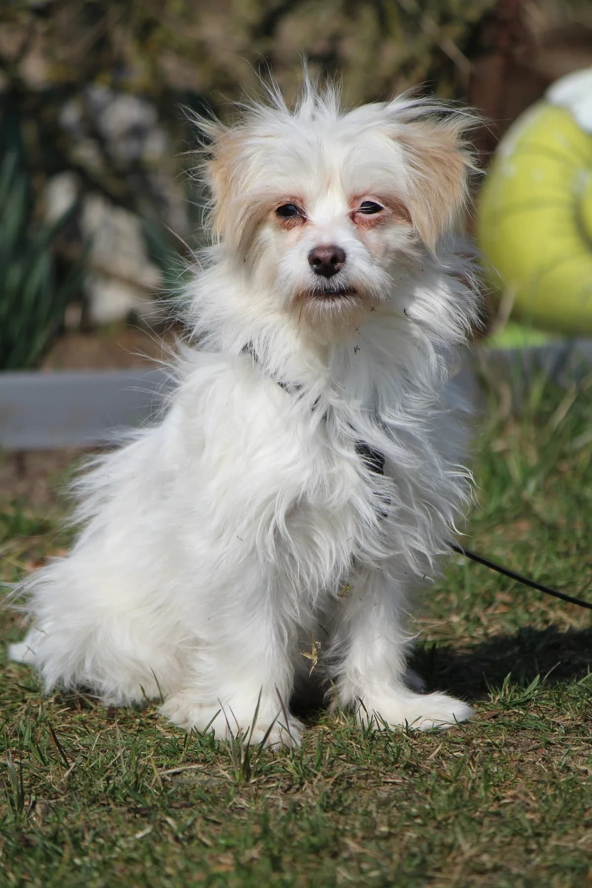 Tessa, female Mixed Breed for adoption at Tierheim Herzsprung — photo 2 of 12