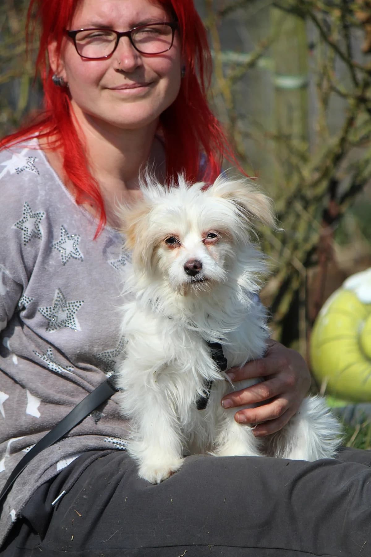Tessa, female Mixed Breed for adoption at Tierheim Herzsprung — photo 3 of 12