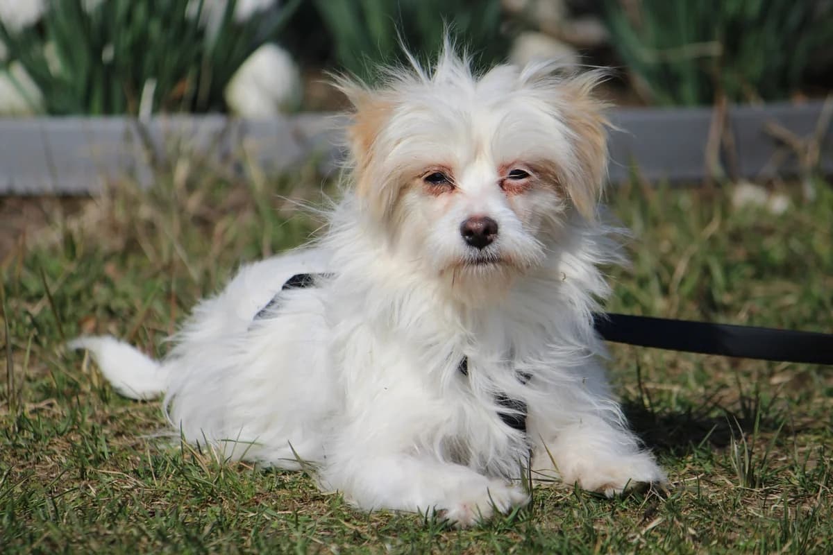Tessa, female Mixed Breed for adoption at Tierheim Herzsprung — photo 7 of 12